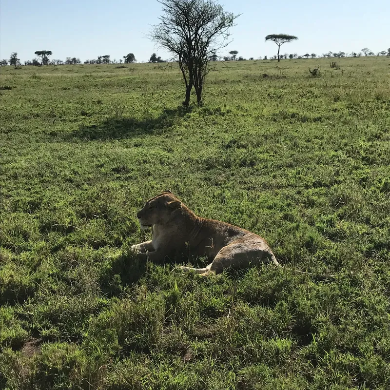 5-Day Wonderful All Northern Parks Excluding Serengeti  - Tanzania safari