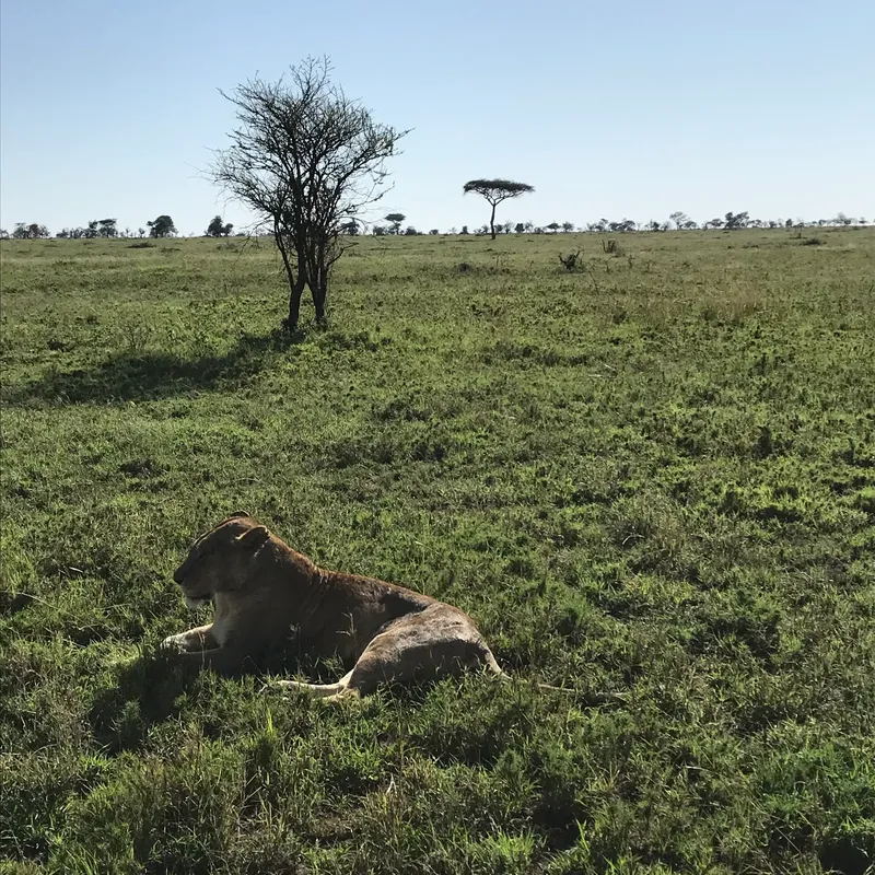 3-Day Tanzania Mid-Range Fly-In Honeymoon Safari 2026 - 2027 gallery image
