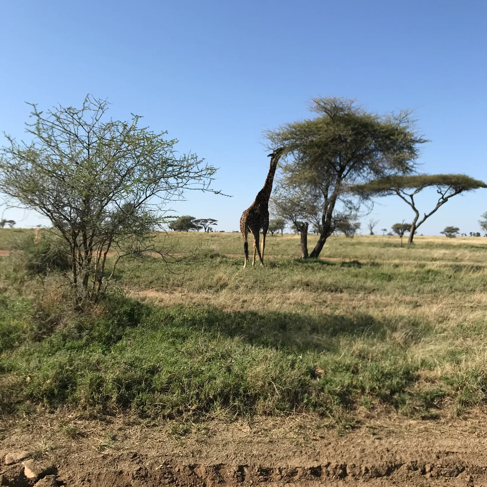 12-Day Serengeti, Ngorongoro, Ruaha National Park - Tanzania safari gallery image