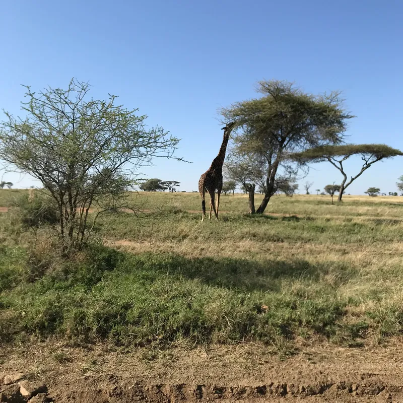 12-Day Serengeti, Ngorongoro, Ruaha National Park - Tanzania safari gallery image