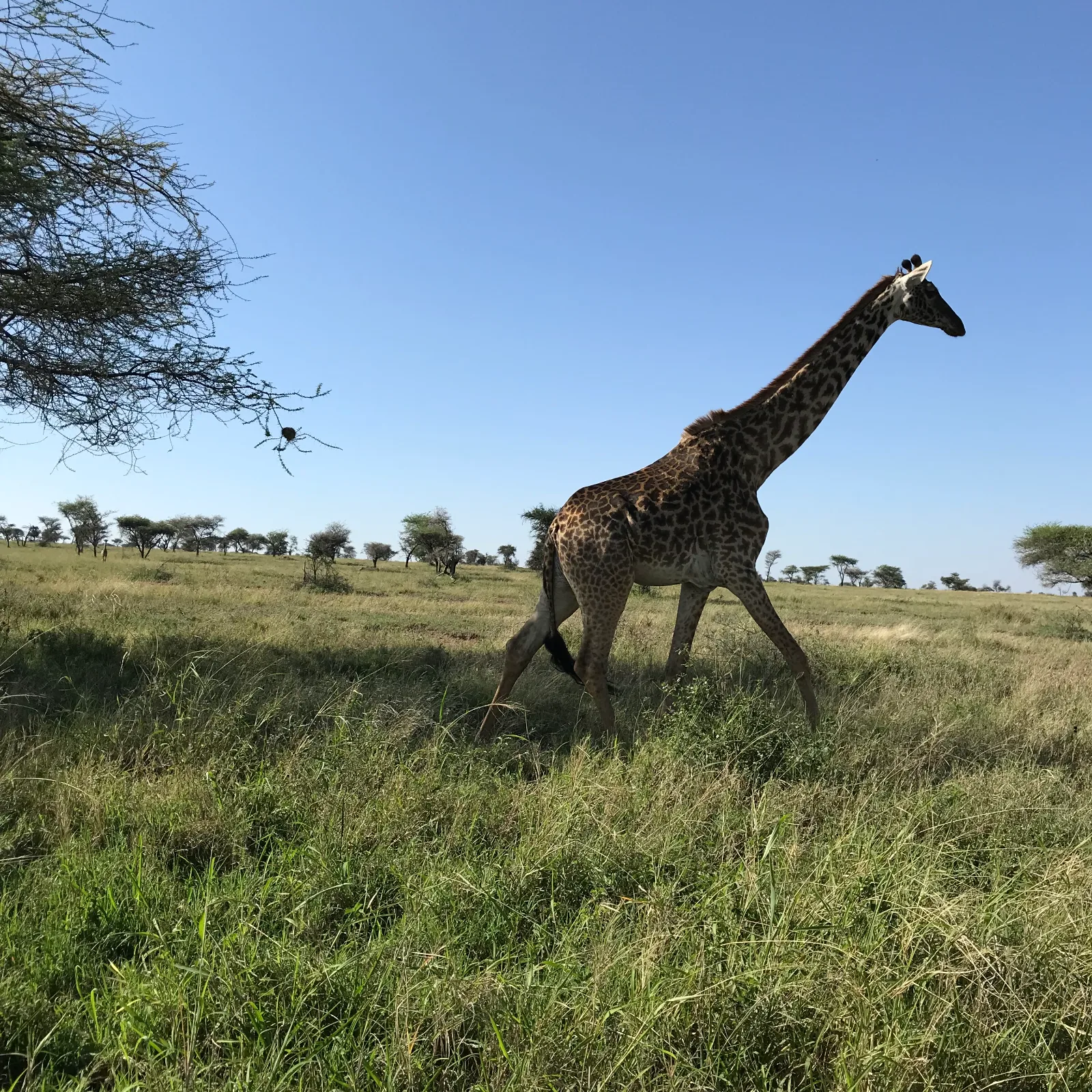 Immersing yourself in 4-Day Join Group Serengeti & Ngorongoro Crater Tour gallery image