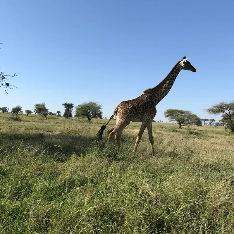 5-Day Living Among Lions - Mid-Range - Tanzania safari gallery image