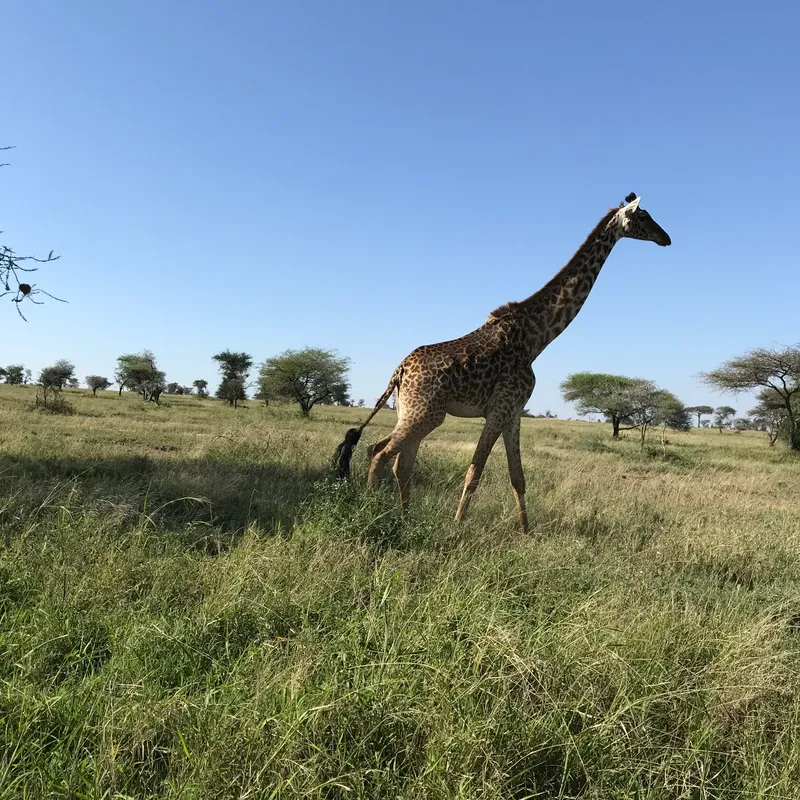 3-Day Serengeti and Ngorongoro Budget Safari | Unforgettable Big Five Tanzania Tour gallery image