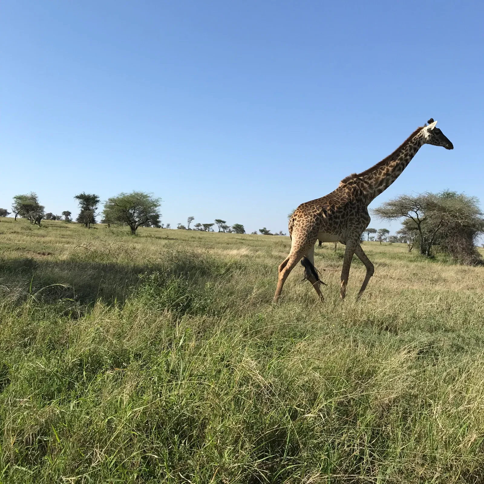 5-Day Wonderful All Northern Parks Excluding Serengeti  - Tanzania safari hero photo