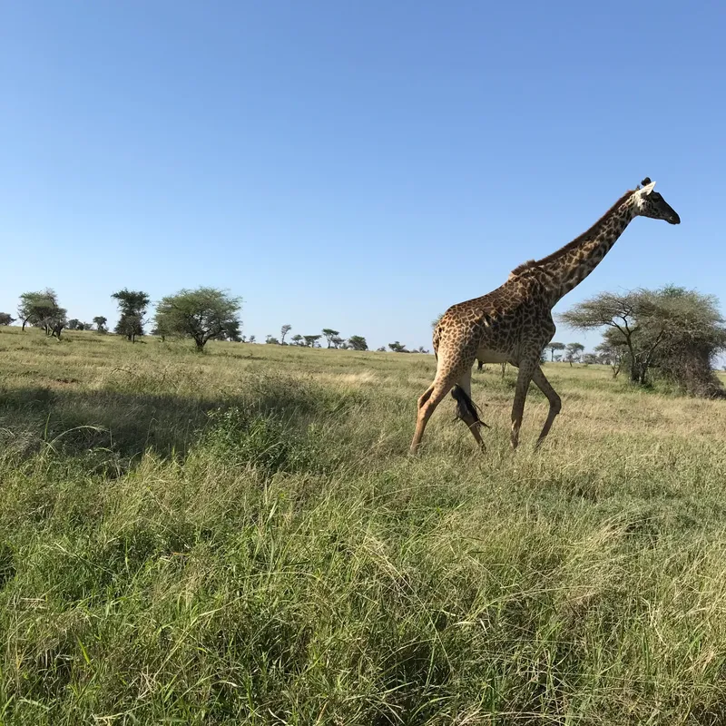 5-Day Wonderful All Northern Parks Excluding Serengeti  - Tanzania safari
