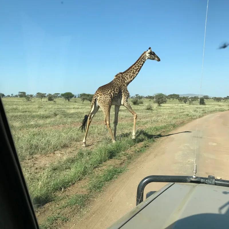 6-Day Authentic Serengeti Great Migration Camping Journey gallery image