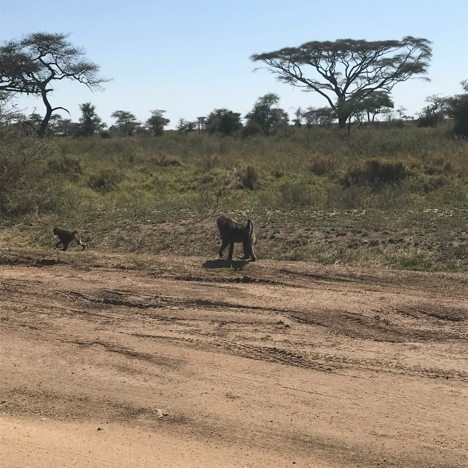 3-Days Luxury Tour from Zanzibar to Serengeti and Ngorongoro Crater gallery image