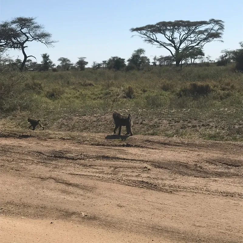 3-Days Luxury Tour from Zanzibar to Serengeti and Ngorongoro Crater gallery image