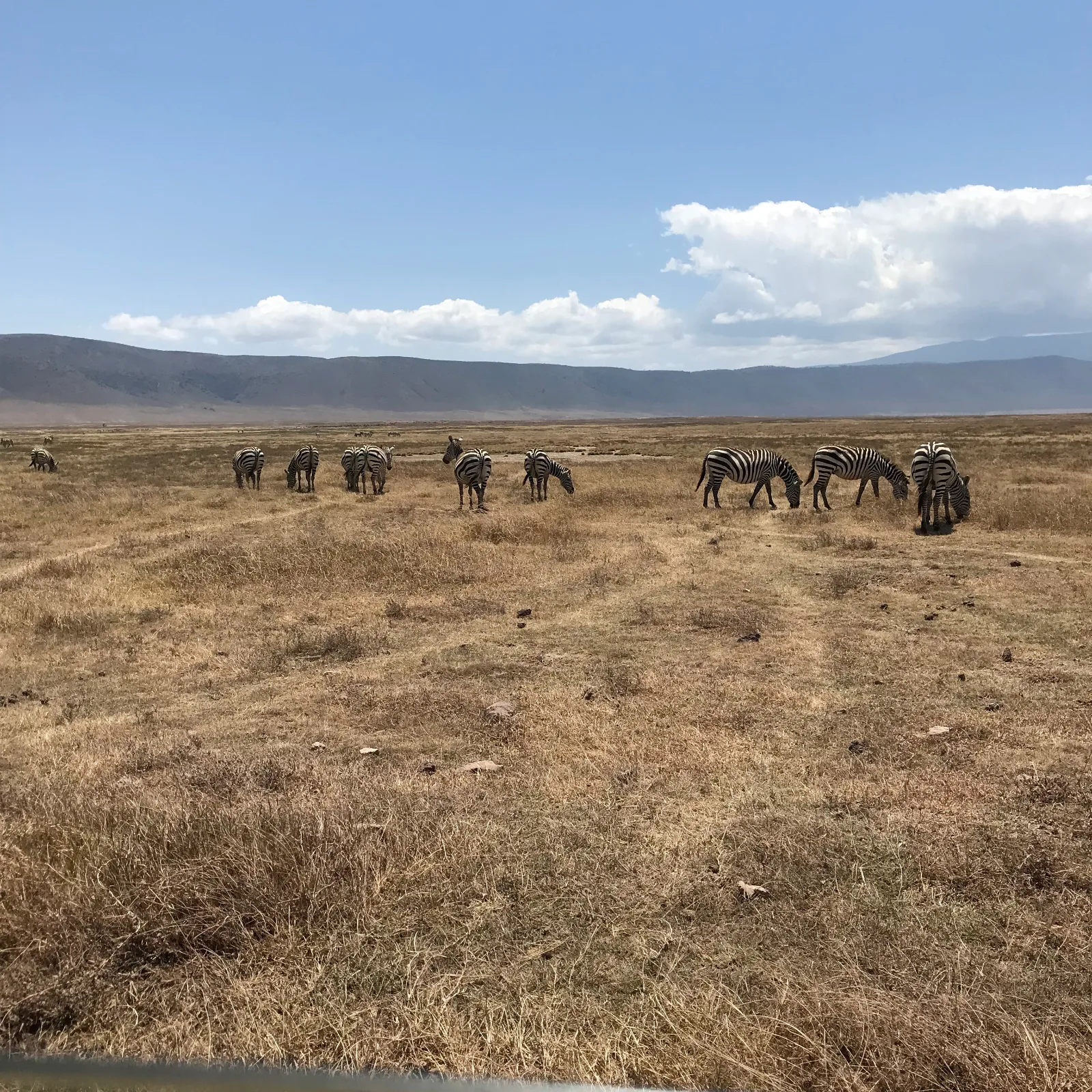 3-Days Luxury Tour from Zanzibar to Serengeti and Ngorongoro Crater gallery image