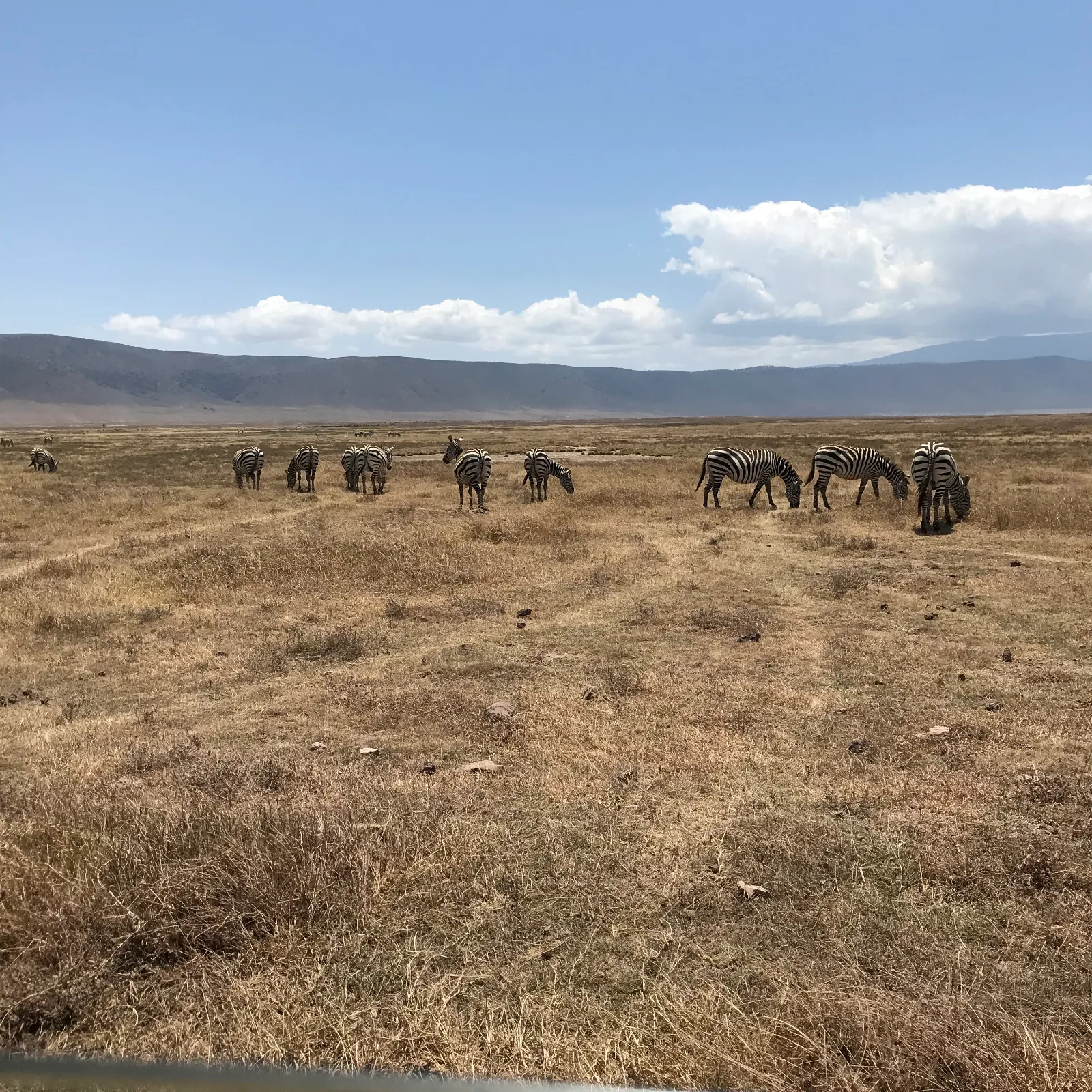 2-Day Tanzania (Tarangire & Ngorongoro Crater) Safari gallery image