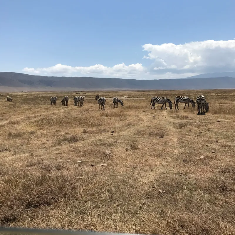 8-Day Budget Serengeti Wildebeest Migration Lodge Safari  -  Tanzania gallery image