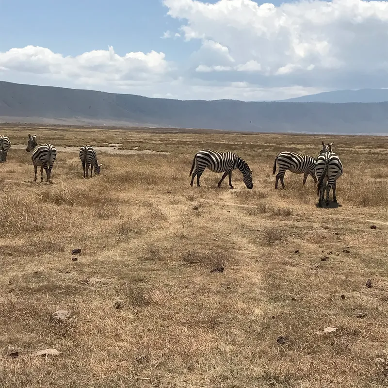 5-Days Experience Living Among Lions Mid-Range Tanzania safari