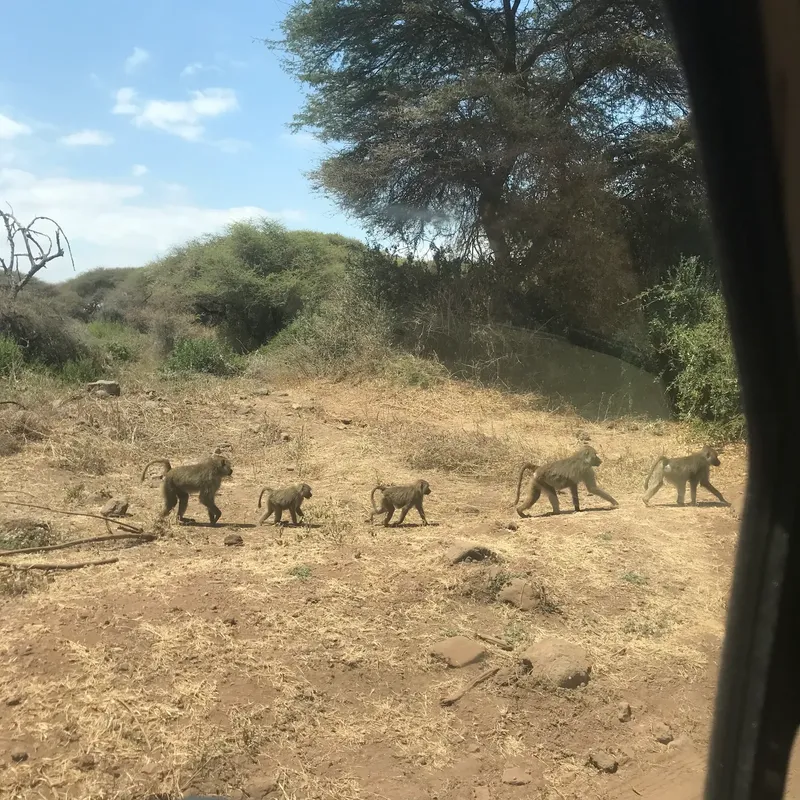 3-Day Group Tour to 3 Northern Park from Zanzibar - Tanzania safari gallery image