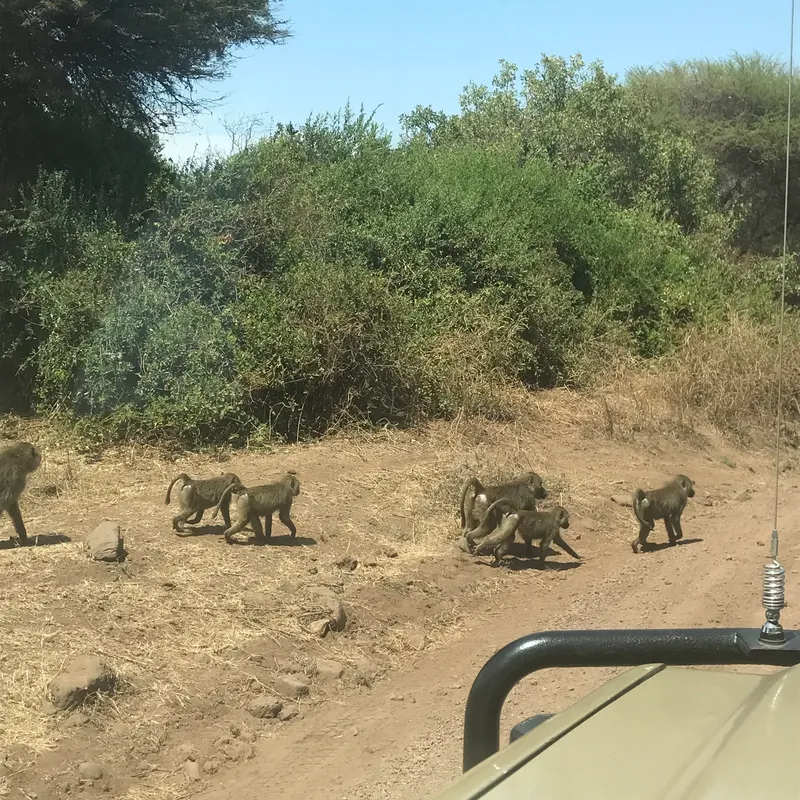 1-Day Lake Manyara Safari - Elephants, Hippos & Birdlife