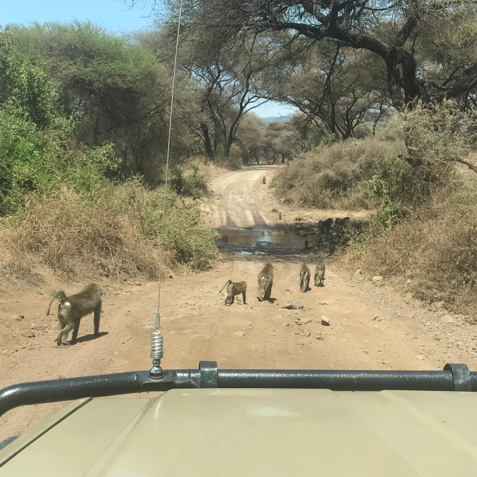 1 Day Day Trip to Lake Manyara N Park-Tree Climbing Lions Safari Tour 2026 2027 gallery image