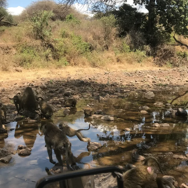 5-Day Group Tour Tarangire Manyara Serengeti and Ngorongoro crater safari gallery image