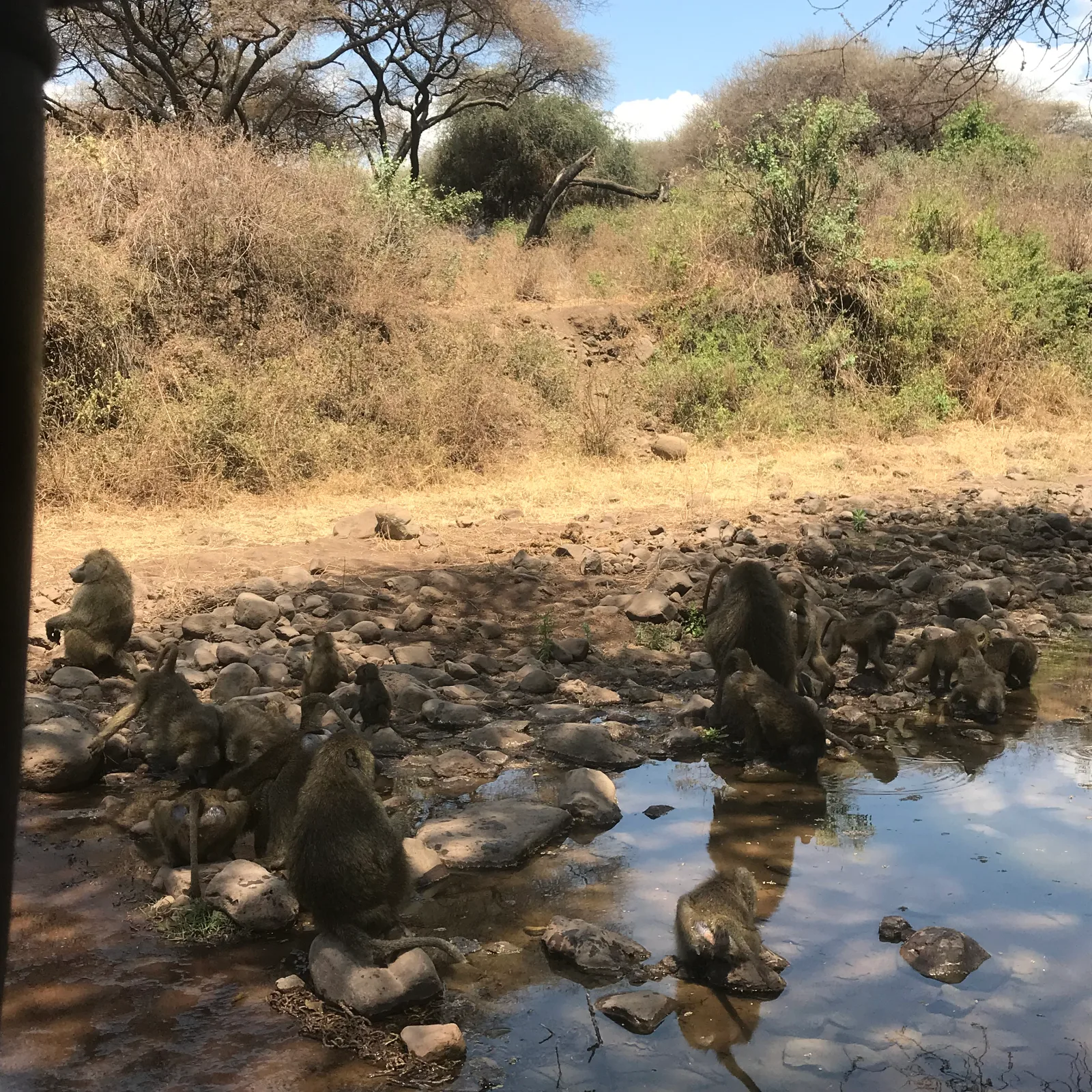 14-Day Jambo Kenya & Tanzania Budget Group Safari-4x4 - Tanzania safari gallery image
