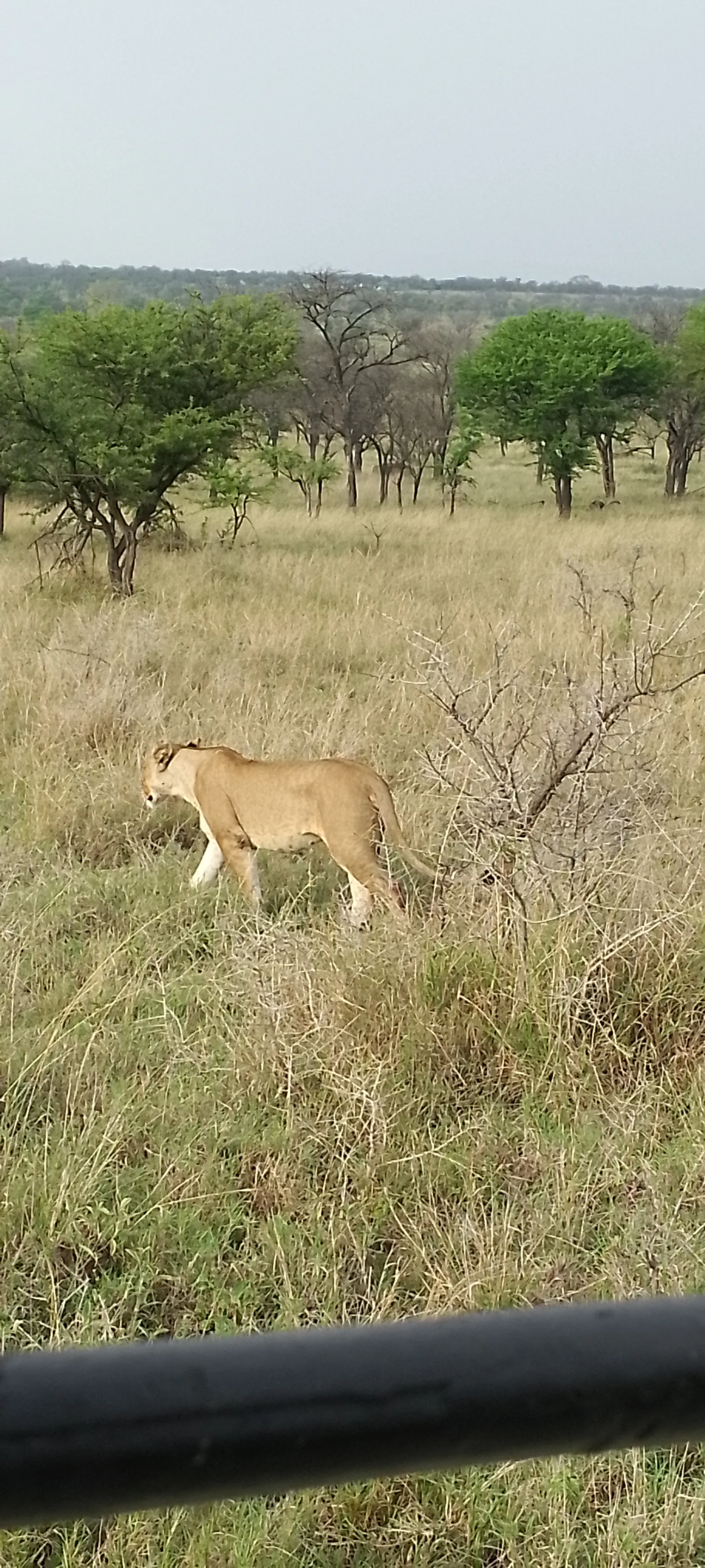 3-Day Kidepo National Park Wildlife Safari gallery image
