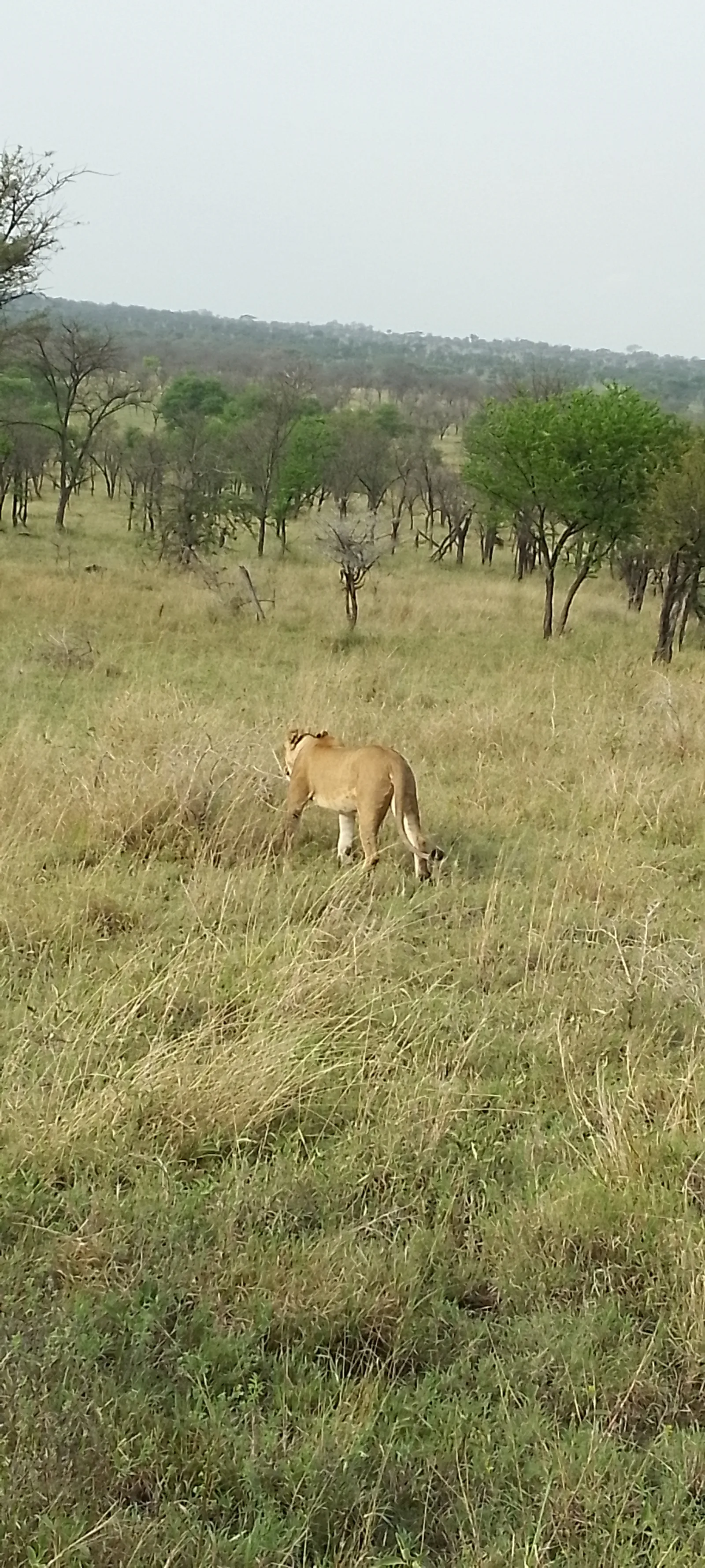 1-Day Safari to Nairobi National Park with Exercusions - Kenya tours gallery image