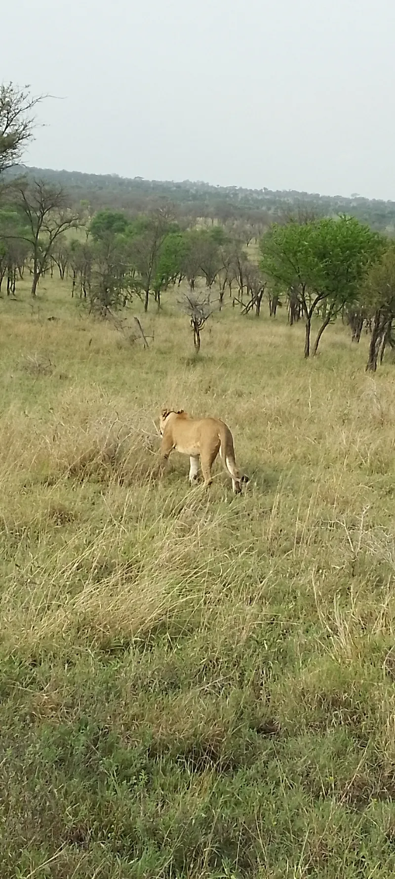 1-Day Safari to Nairobi National Park with Exercusions - Kenya tours gallery image