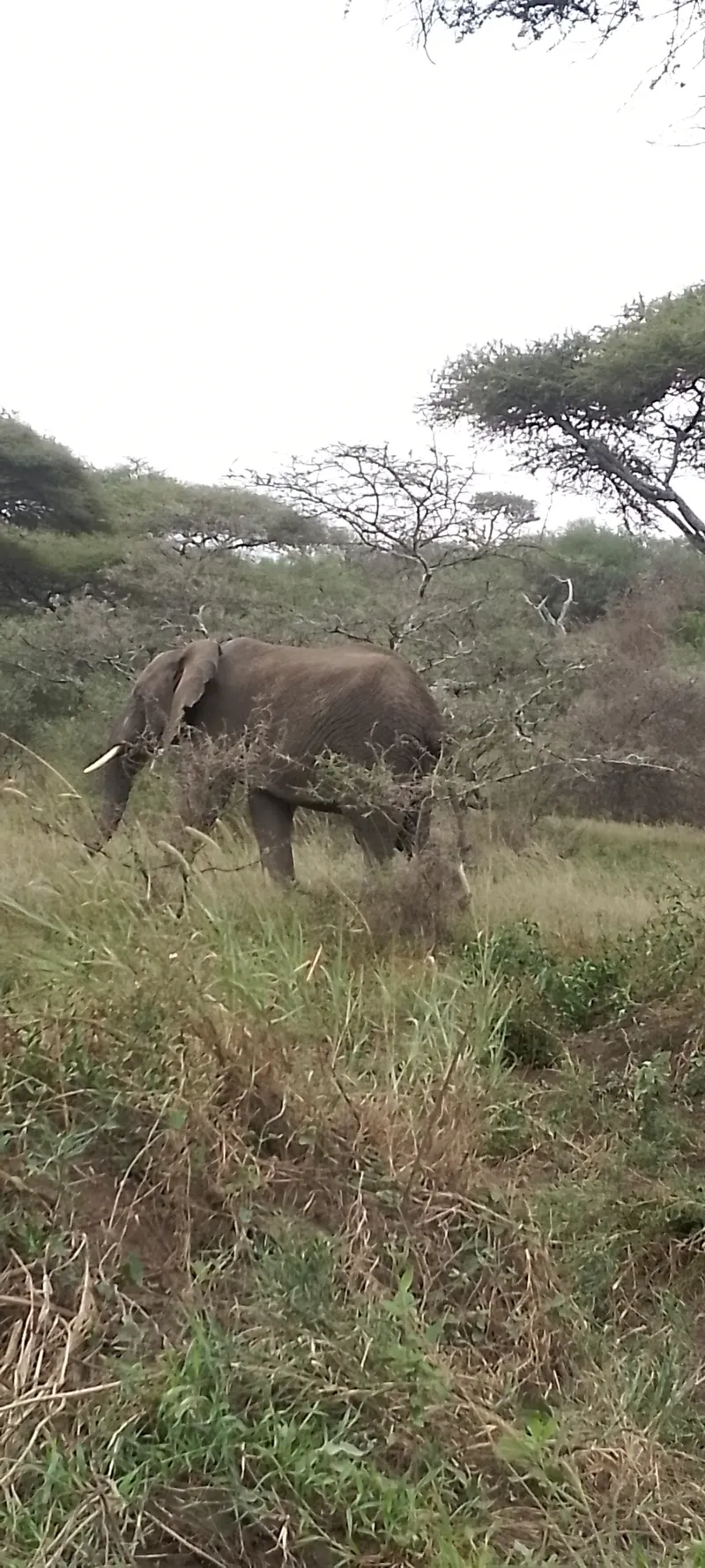 1-Day Safari to Nairobi National Park with Exercusions - Kenya tours gallery image