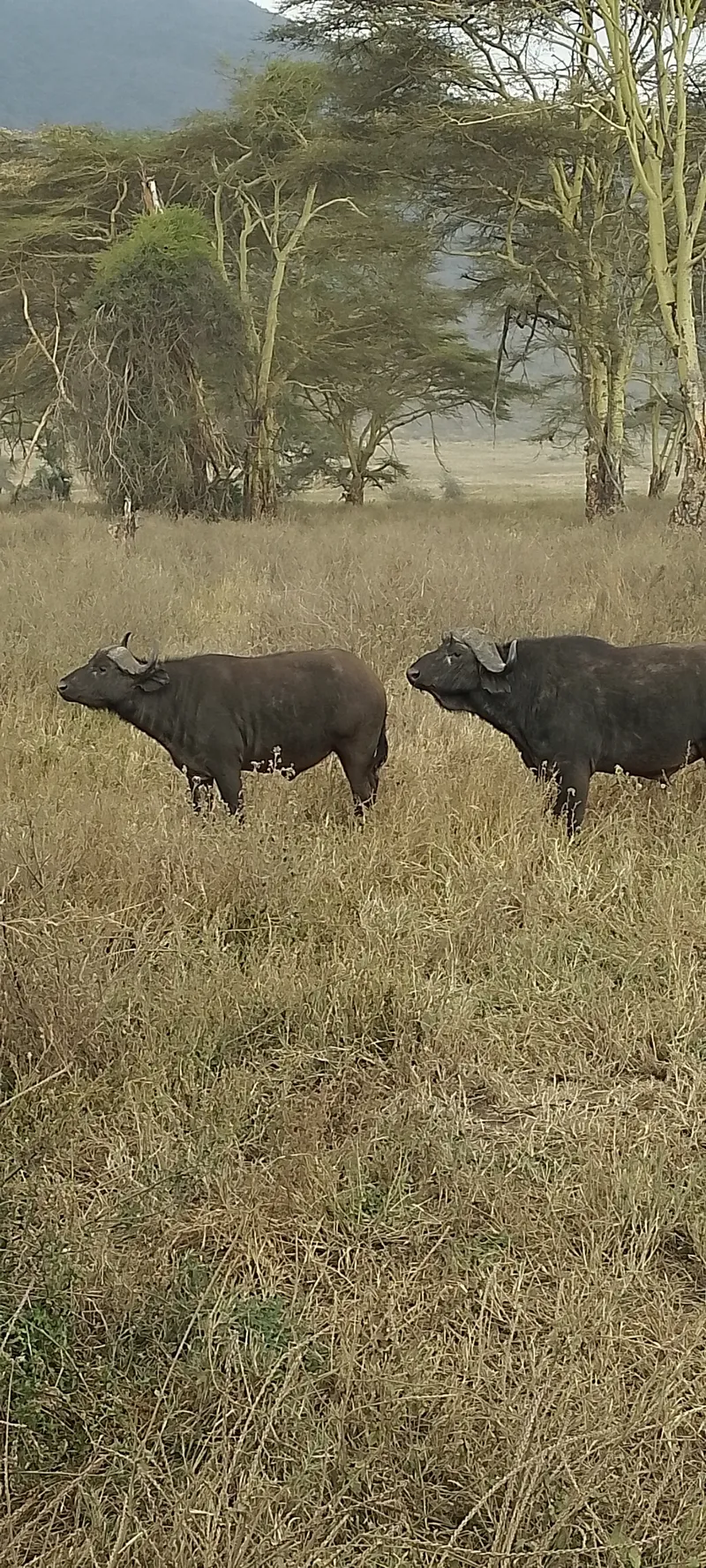 1-Day Safari to Nairobi National Park with Exercusions - Kenya tours gallery image