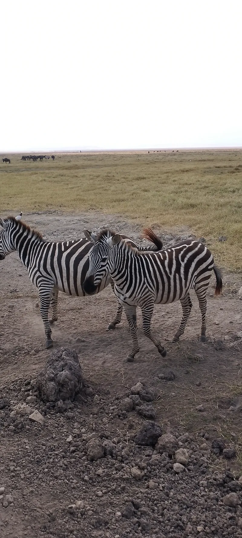 1-Day Mikumi Safari (Great Adventure) Fly in Safari