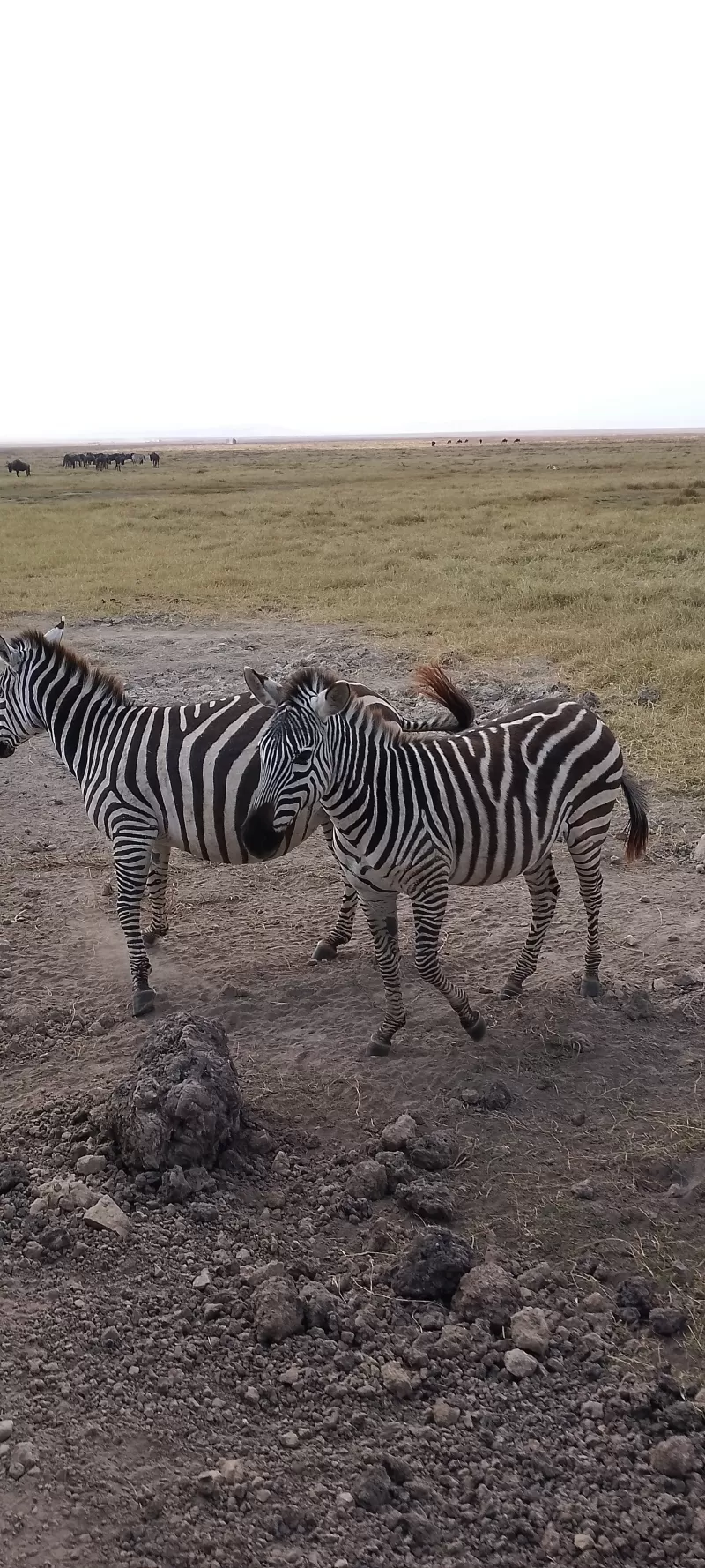 3-Day Rwanda Wildlife Safari in Akagera National Park - Rwanda gallery image