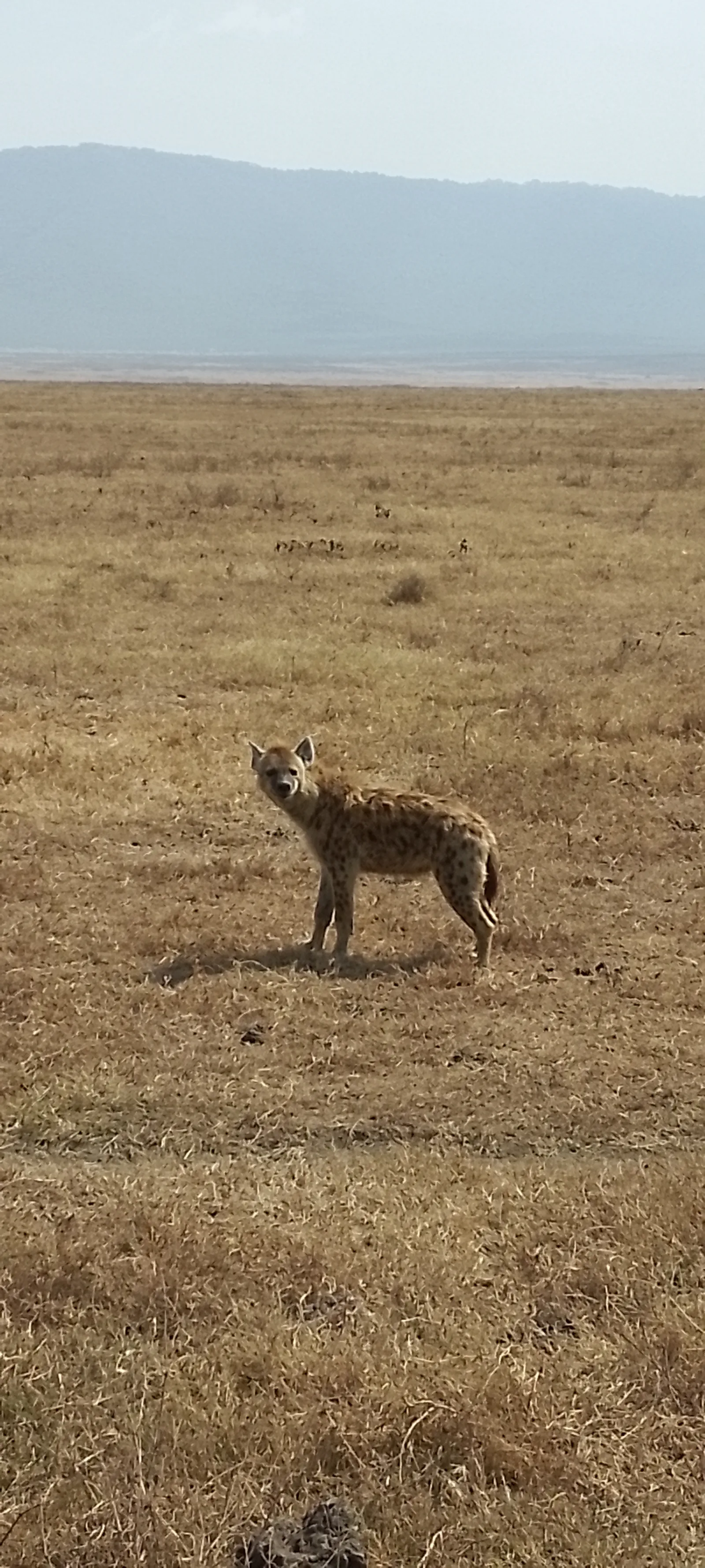 3-Day Rwanda Wildlife Safari in Akagera National Park - Rwanda gallery image