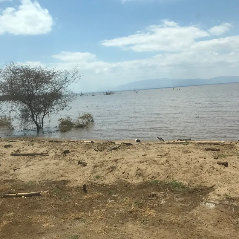 1-Day Lake Manyara Safari - Elephants, Hippos & Birdlife