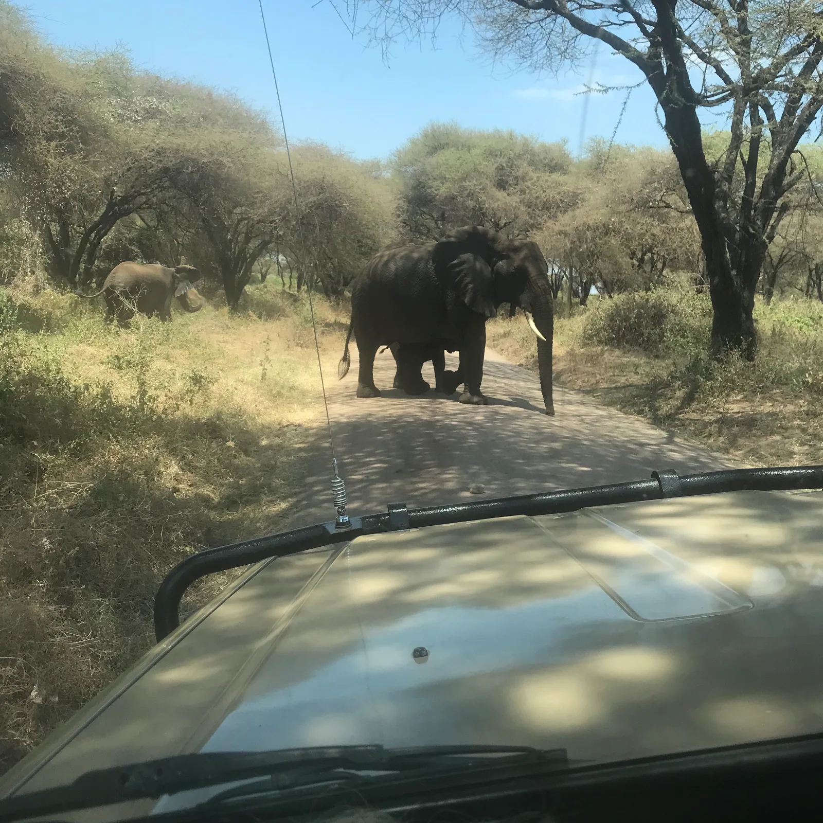 2-Day Safari, Tarangire and Lake Manyara National Park gallery image