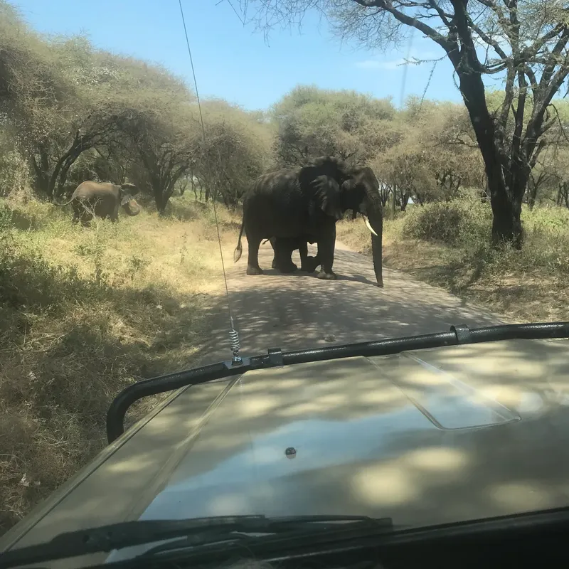 2-Day Safari, Tarangire and Lake Manyara National Park gallery image
