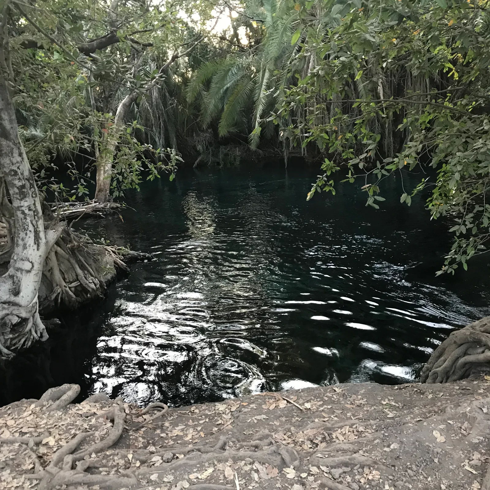 1-Day Trip Materuni Waterfall Coffee Tour and  Hotspring Safari gallery image