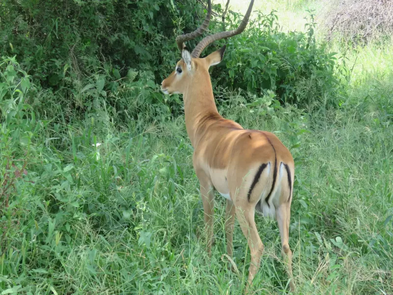 1-Day Nairobi National Park Escape - Kenya safaris gallery image