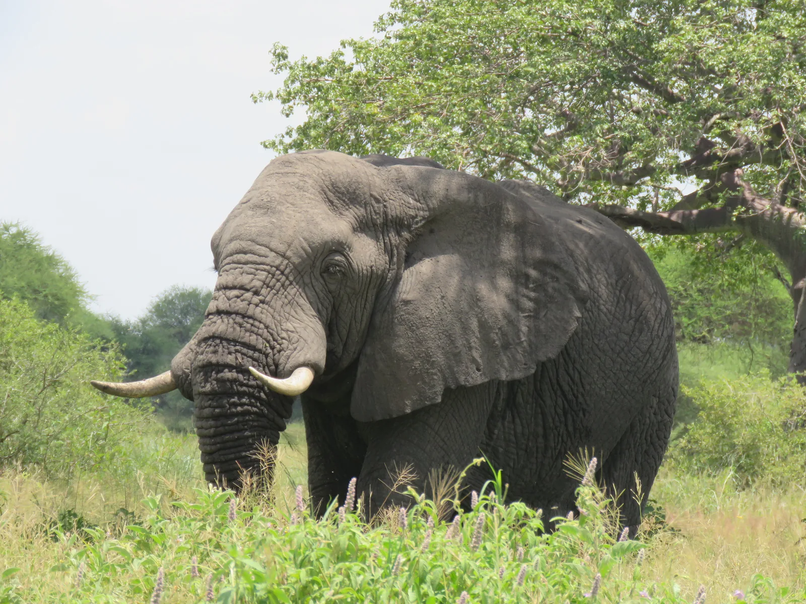 9-Day Northern Circuit Wildlife Safari & Zanzibar - Tanzania safari hero photo