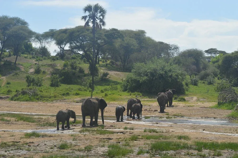 2-Day Fly from Zanzibar to Luxury Lodge to Bush Safari hero photo