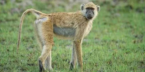 7-Day Zanzibar  -  Gombe  -  Zambia  -  Victoria Falls Safari
