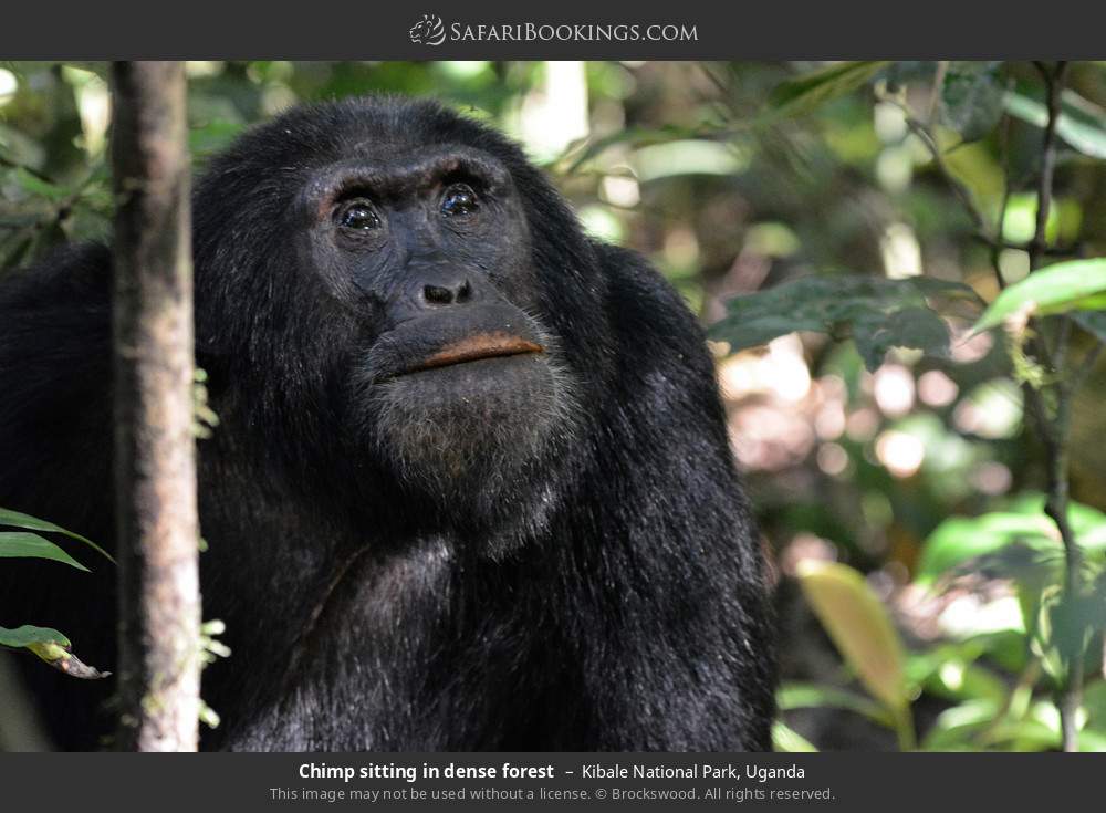 7-Day Rwanda & Uganda Mid-Range Tour - Rwanda gallery image