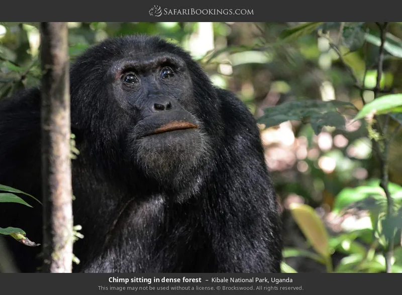 7-Day Rwanda & Uganda Mid-Range Tour - Rwanda gallery image