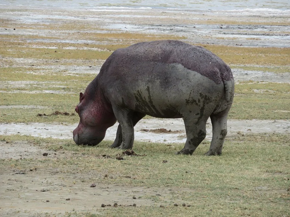 2 Days Tarangire NP and Cultural Immersion in Lake Eyasi gallery image