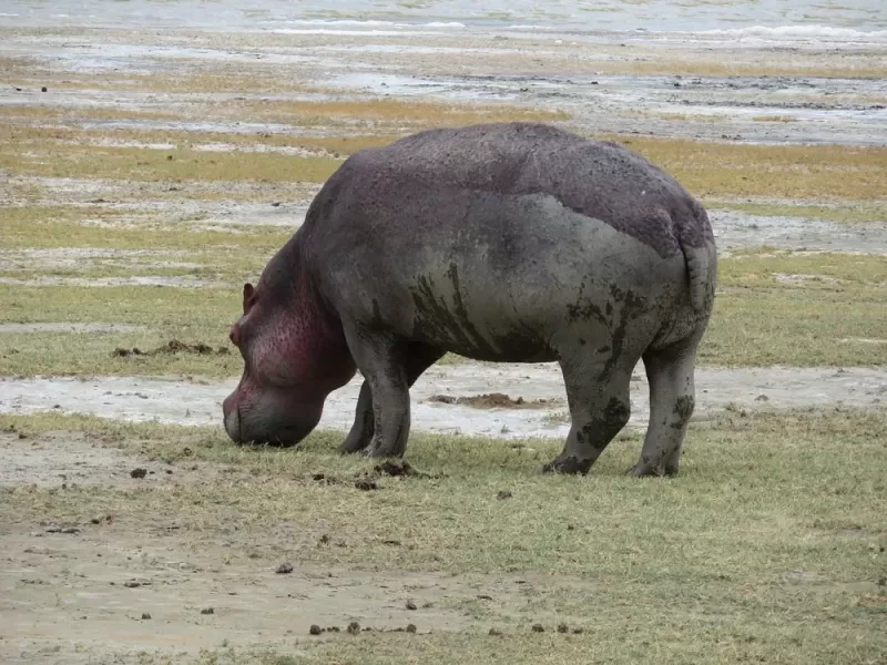 2 Days Tarangire NP and Cultural Immersion in Lake Eyasi gallery image