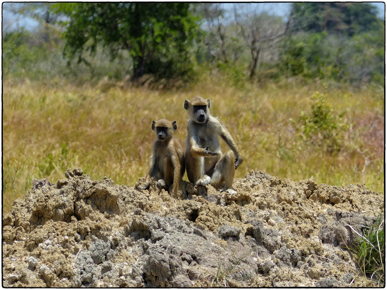 1-Day Three Exciting Safari Tour in a Single Day - Kenya tours gallery image