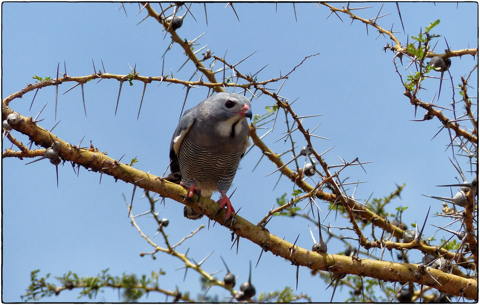 1-Day Three Exciting Safari Tour in a Single Day - Kenya tours gallery image