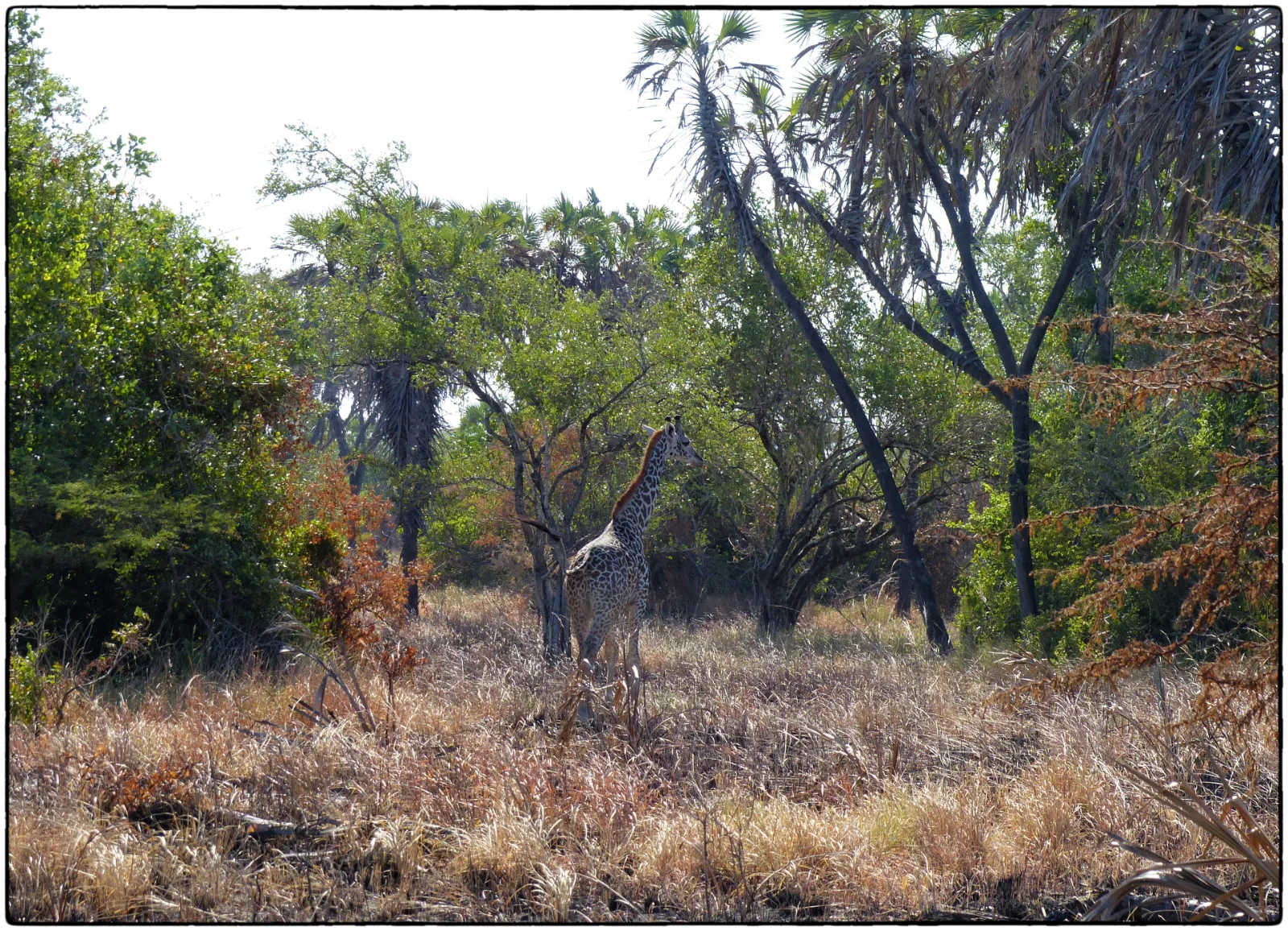 1-Day Three Exciting Safari Tour in a Single Day - Kenya tours gallery image