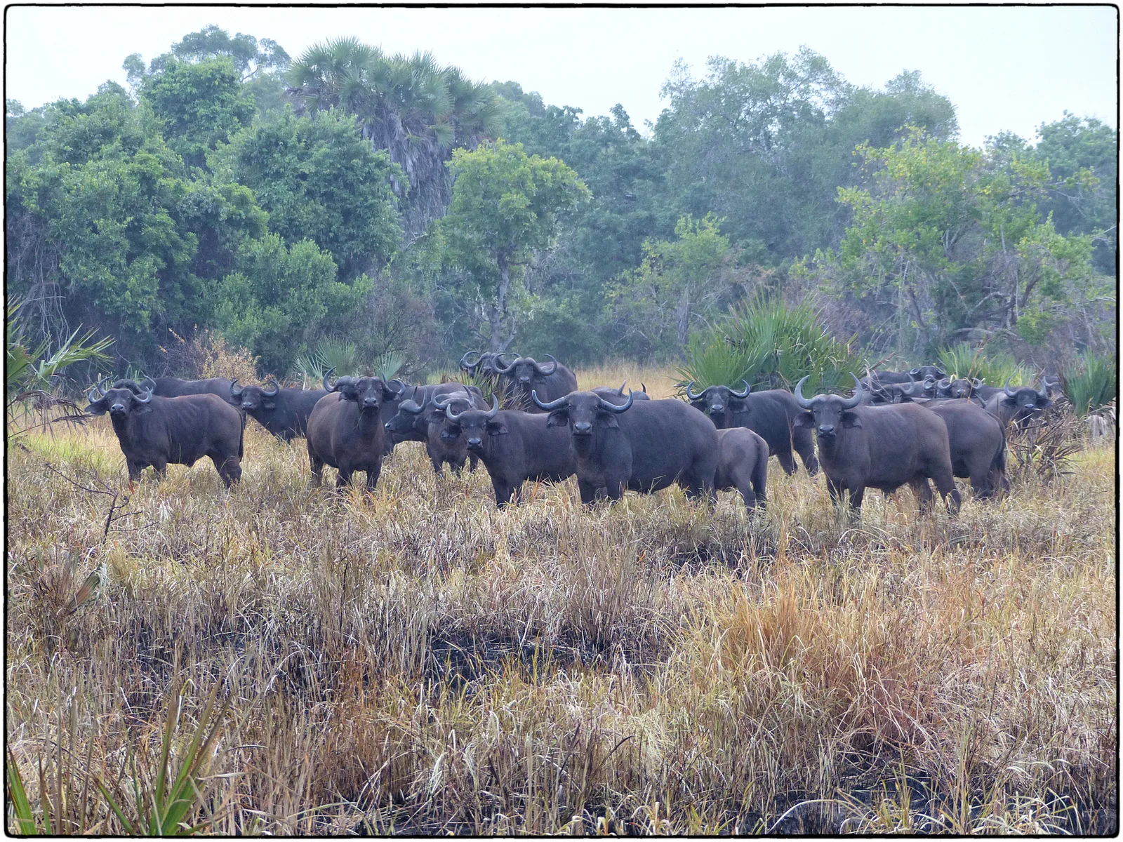 1-Day Three Exciting Safari Tour in a Single Day - Kenya tours gallery image