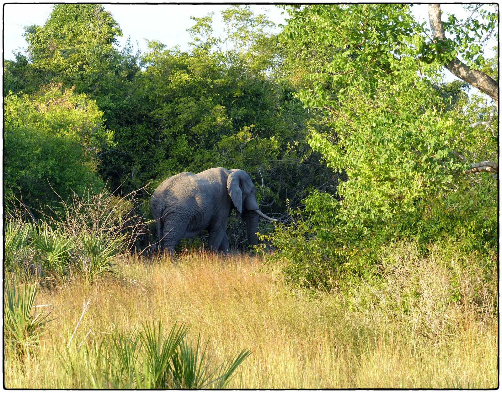 1-Day Three Exciting Safari Tour in a Single Day - Kenya tours gallery image