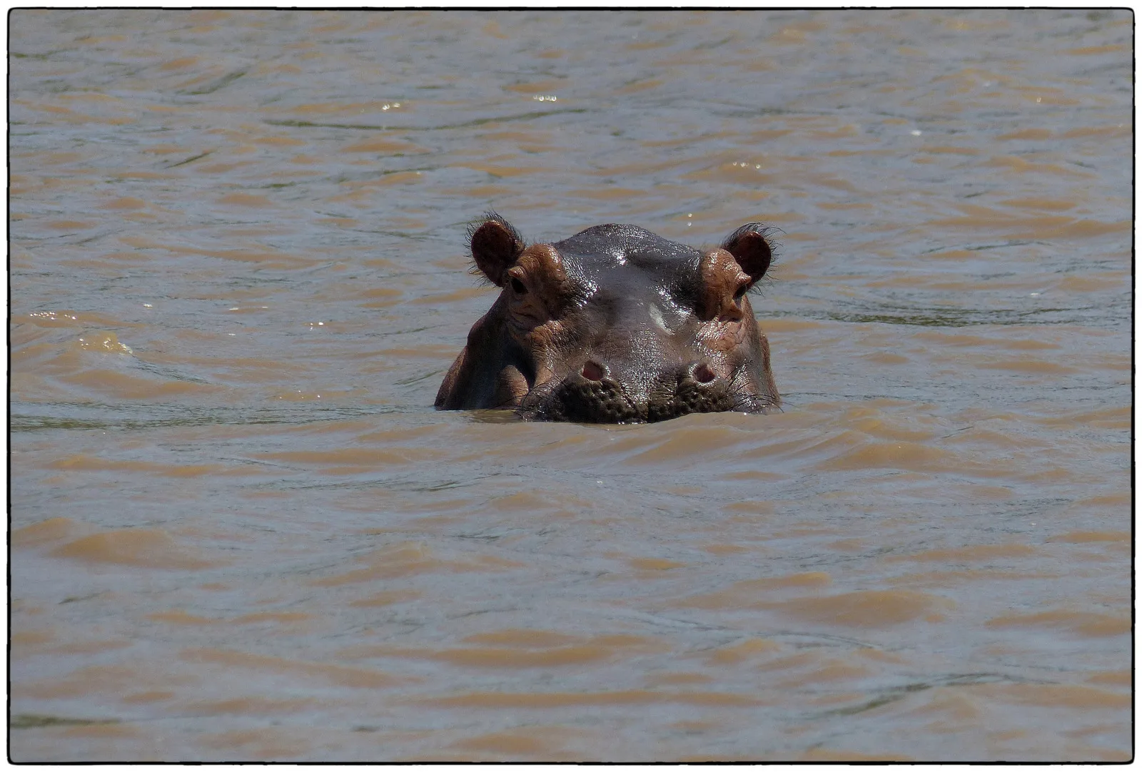 1-Day Three Exciting Safari Tour in a Single Day - Kenya tours gallery image
