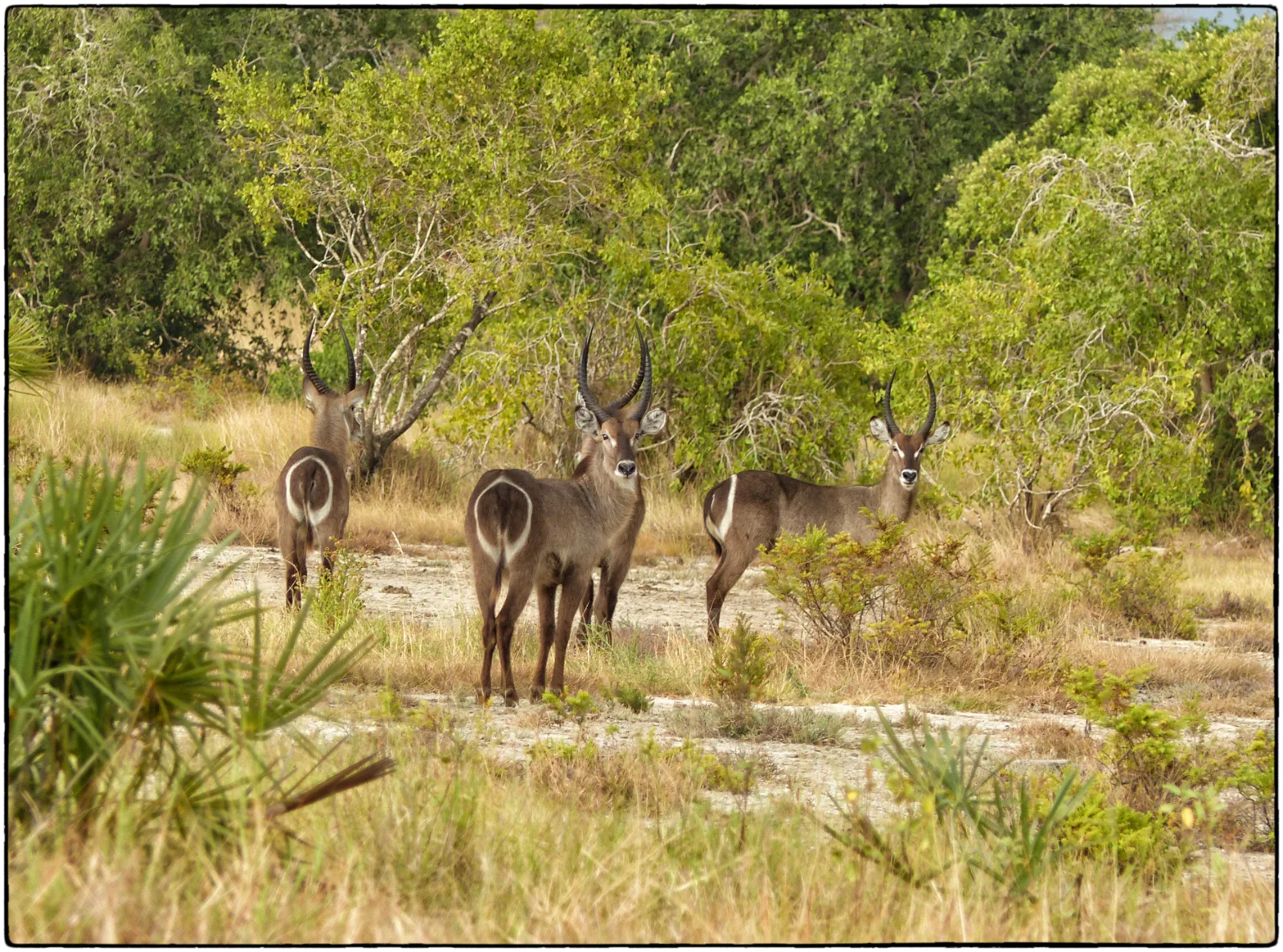 1-Day Three Exciting Safari Tour in a Single Day - Kenya tours gallery image