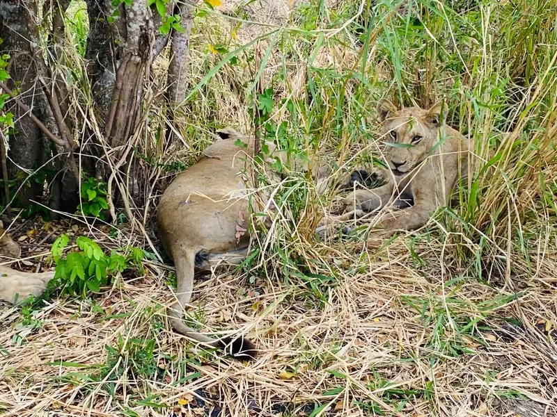 2-Day Fly from Zanzibar to Luxury Lodge to Bush Safari