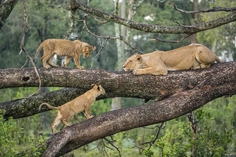 5-Day Living Among Lions - Mid-Range - Tanzania safari gallery image